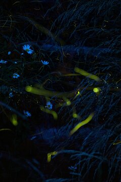 Firefly