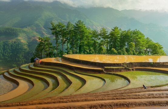 Terraced fields and forest ridge