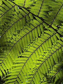Fern nature background