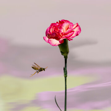 Wasp flying to red Carnation flower. 