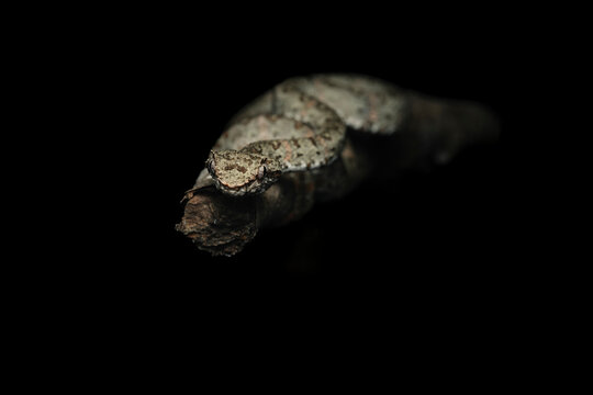 Eyelash viper camouflaging on a branch against a black background