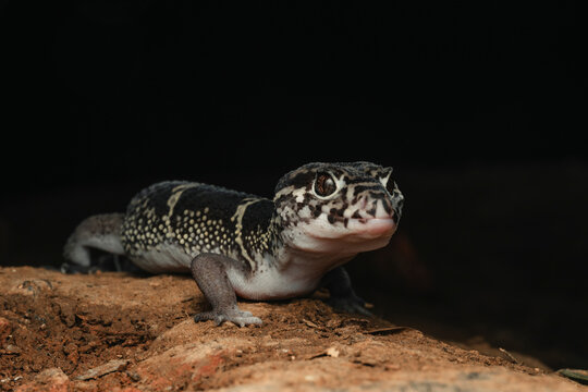Banded gecko actively exploring its natural environment