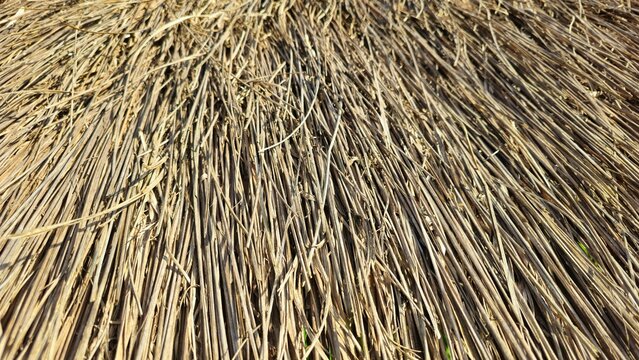 Dry thatched roof texture background, Dry Straw Texture Background, Natural Hay Pattern, Rustic Agriculture Concept
