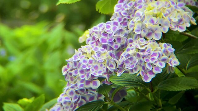 紫陽花（アジサイ）、日本の梅雨の花