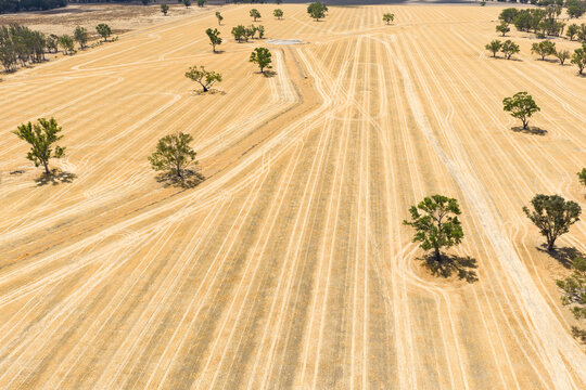 Wheel track lines in a dry field dodgiing around singular gum trees