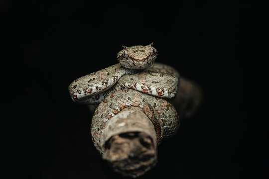 Eyelash viper camouflaged on branch, predatory reptile wildlife