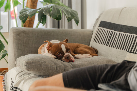 Boston terrier dog relaxing on gray sofa with owner
