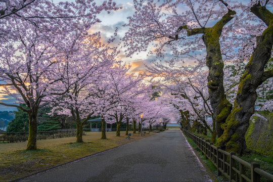 Sunrise Sakura at Kanazawa Castle