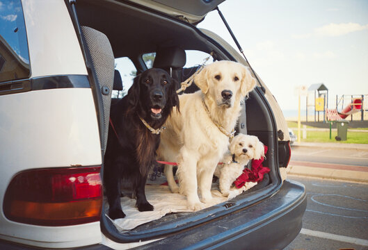 Dogs Wait in Car at Beach on Sunny Day
