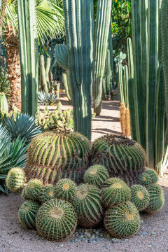 Barrel cacti and tall columnar succulents at Jardin Majorelle Morocco