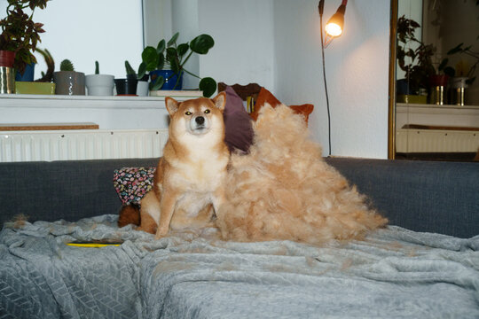 Shiba inu dog shedding