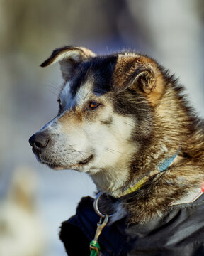alaskan husky with floppy ears waiting to go