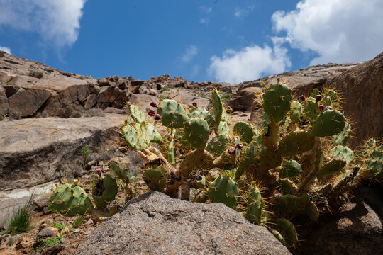 Prickly pear cactus growing in rocky landscape of Fuerteventura