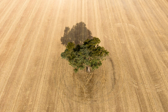 Wheel tracks around a large solitary gum tree in a dry field