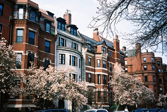 Spring bloom tree Bloom Boston brownstone Architecture 