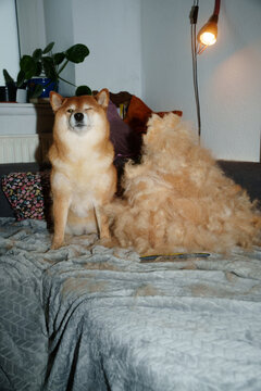 Shiba inu dog pile of coat