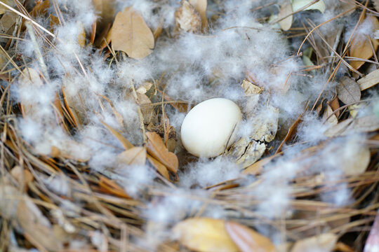 Goose egg  in a bed of dried leaves and cotton down