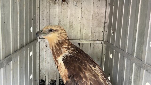 Video of a juvenile Javan white-bellied kite (Haliatur indus) that was evacuated and placed in a transport cage.