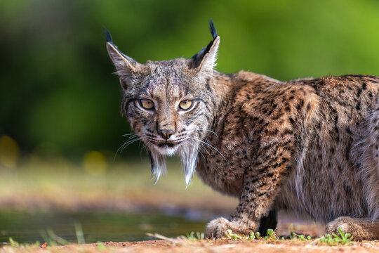 Male Iberian Lynx Looking At The Camera  