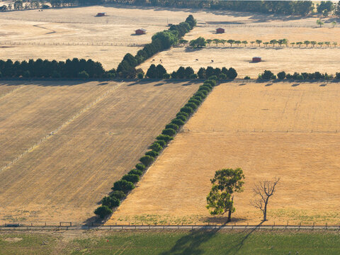 Wind breaks dividing dry farmland into seperate fields