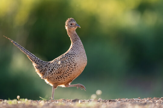Female Common Pheasant At Sunset  