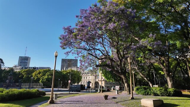 Colorful trees and ground covered with purple petals in front of the historic French structure on a clear day in Buenos Aires Argentina.
