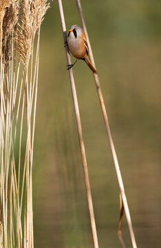 Bearded Tit Perched on A Reed  
