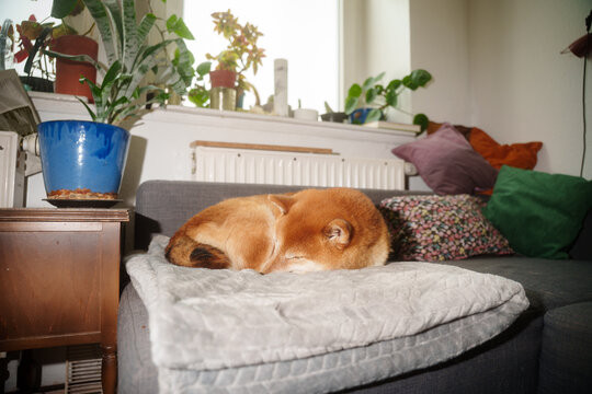 Shiba inu dog sleeping