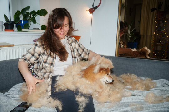 Shiba inu dog shedding