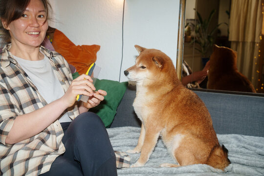 Shiba inu dog brushing