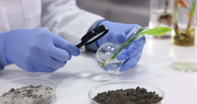 Laboratory testing. Scientist examining sample of green plant with magnifying glass at white table indoors, closeup