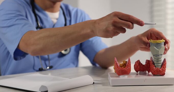 Endocrinologist demonstrating models of thyroid glands during consultation in clinic, closeup