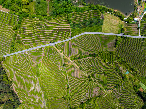 Aerial top-down view of curved tea plantation rows on hillside