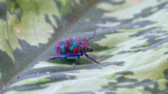 side on view of a beautiful male cotton harlequin bug resting on a leaf