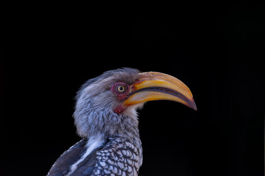 close shot of a yellow-billed hornbill at pilanesberg