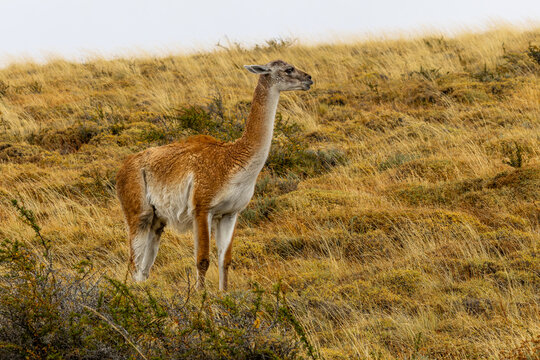 Guanaco in the grass