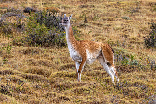 A guanaco at torres del Paine, chile