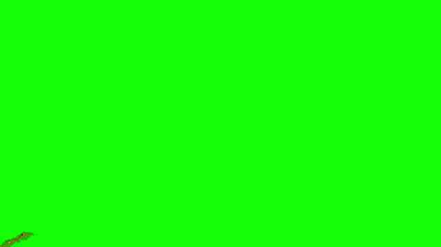 Fire flames overlay vfx pack on chroma key green screen 