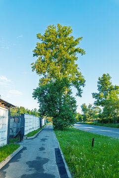 Tall leafy tree beside suburban sidewalk and road at sunrise