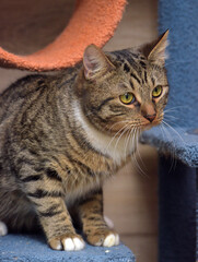 Obraz premium Focused Tabby Cat in Hunting Stance Watching Prey Indoors