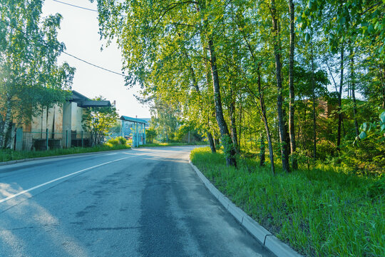 Country road curving past birch trees and houses at golden hour