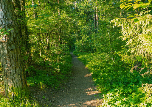 Sunlit forest path winding through dense green woodland