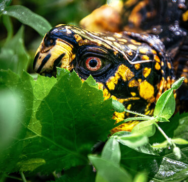 portrait yellow box turtle with pale red eyes half hidden in wet green vegetation