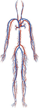Human circulatory system vector illustration with full body blood vessels cardiovascular anatomy medical diagram design