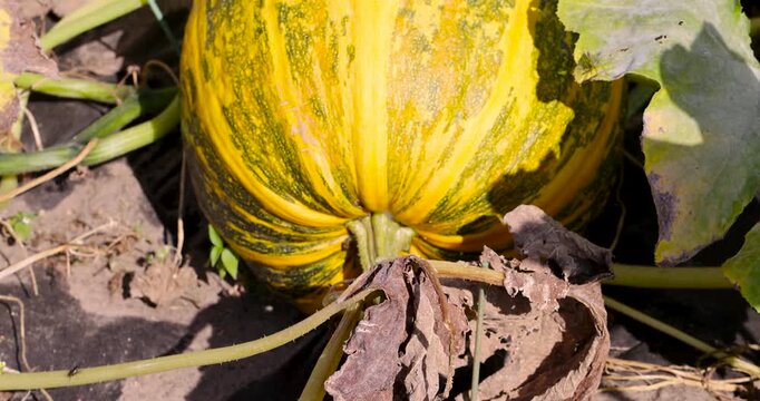 Orange-green pumpkin in the garden, this pumpkin fruit is hidden under the massive withering leaves of the plant in the open ground under the rays of the sun.