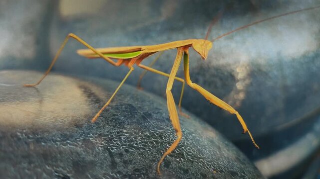 praying mantis isolated on white