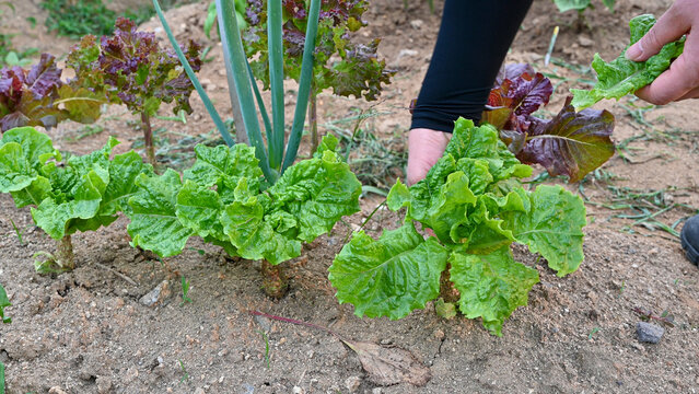 An urban farmer harvesting fresh green lettuce at a weekend farm garden for a healthy lifestyle.