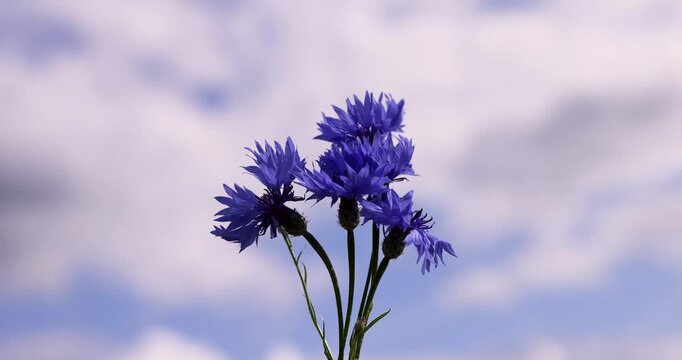 Blue cornflower against the sky, a field cornflower blooms against a cloudy summer sky during the daytime