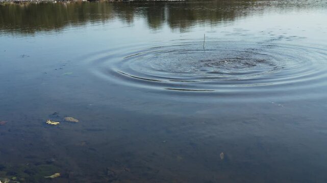 Stone falls into lake, creating splashes and ripples on water. Circles in water or concentric ripples are capillary waves. Liquid surface tension transmit forces in all directions. Thrown pebble