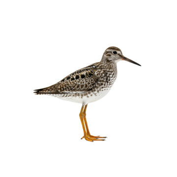 Highly detailed wood sandpiper wading bird, showing intricate speckled brown and white plumage and vibrant orange legs, isolated against a shadowless white studio background. Concept of taxonomic